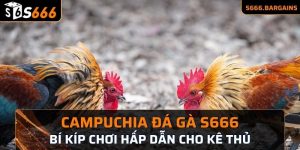Campuchia đá gà S666 bí kíp chơi hấp dẫn cho kê thủ