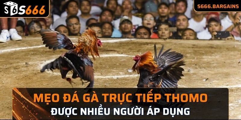 Mẹo đá gà trực tiếp Thomo được nhiều người áp dụng